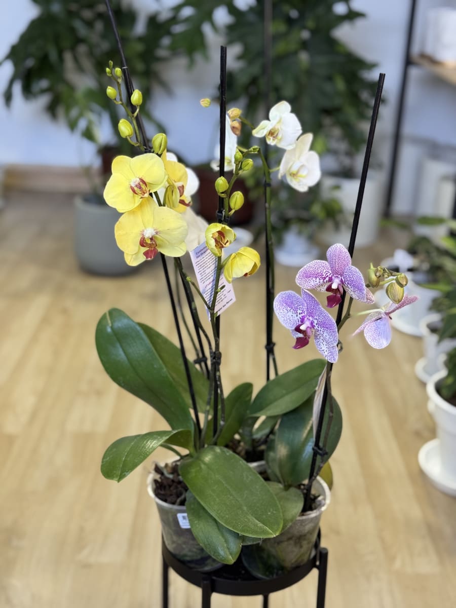 ORQUIDEA (Orchidaceae spp.)3