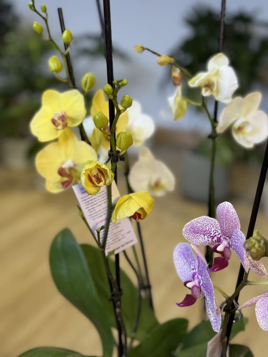 ORQUIDEA (Orchidaceae spp.)2