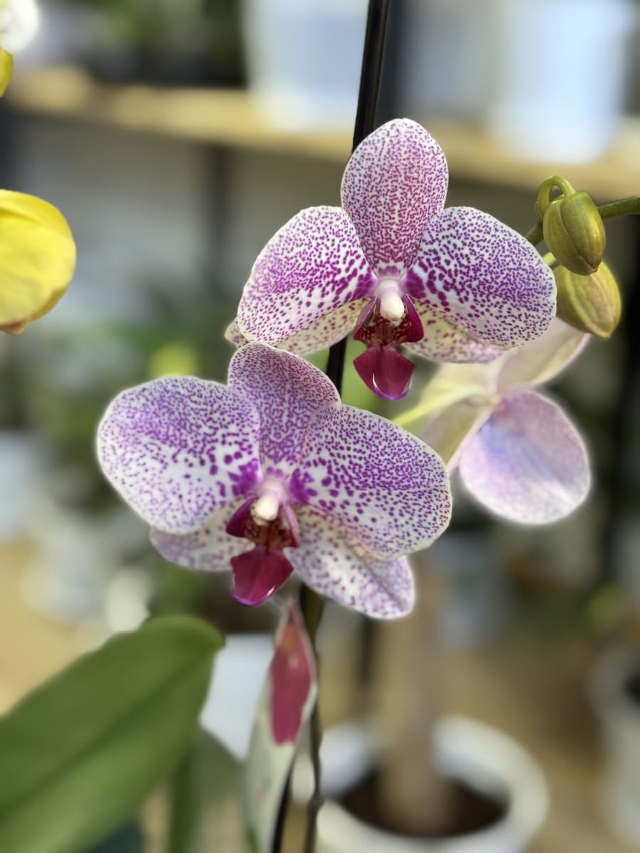 ORQUIDEA (Orchidaceae spp.)1