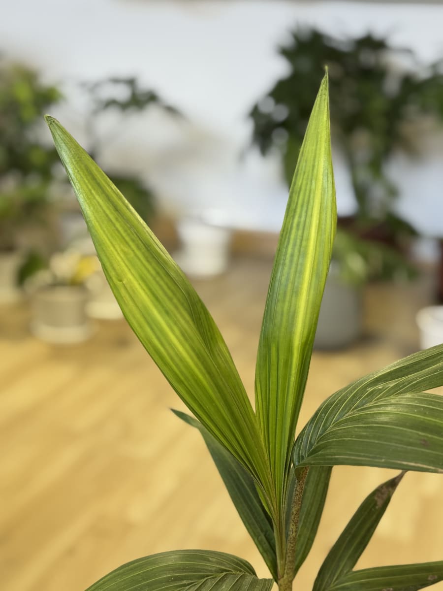 PALMERA KENTIA (Howea forsteriana)3