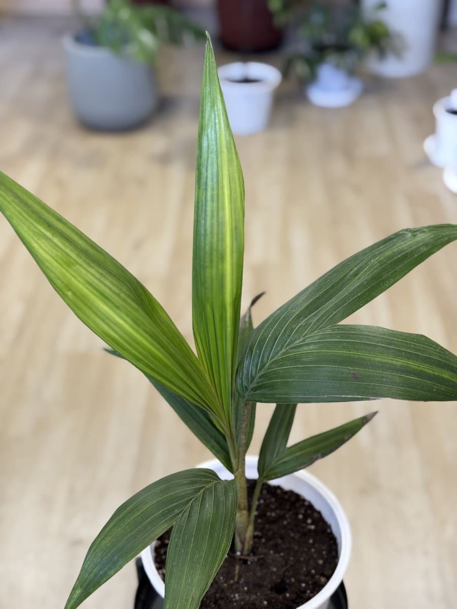 PALMERA KENTIA (Howea forsteriana)2