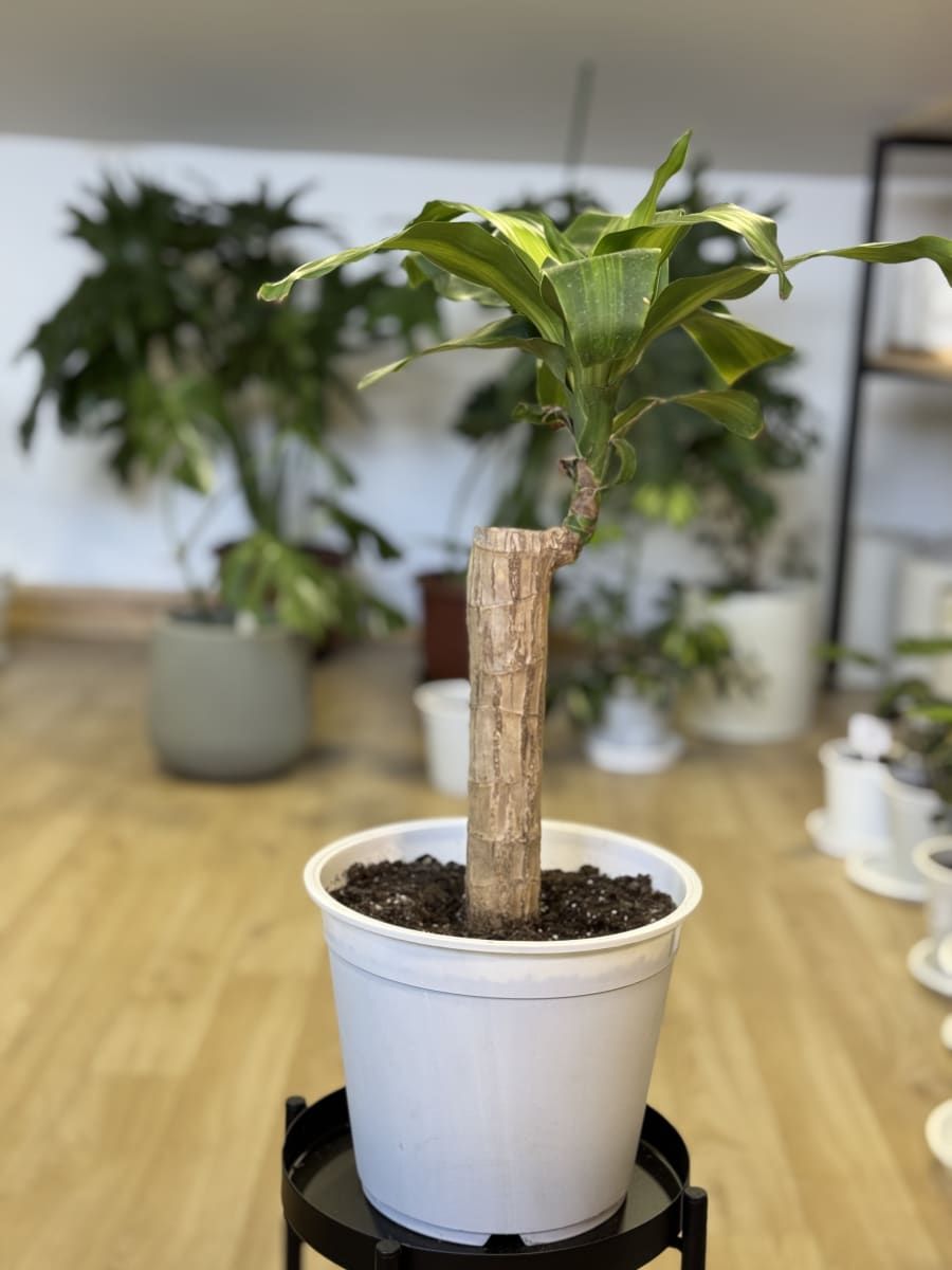 PALO DE AGUA (Dracaena fragrans)3