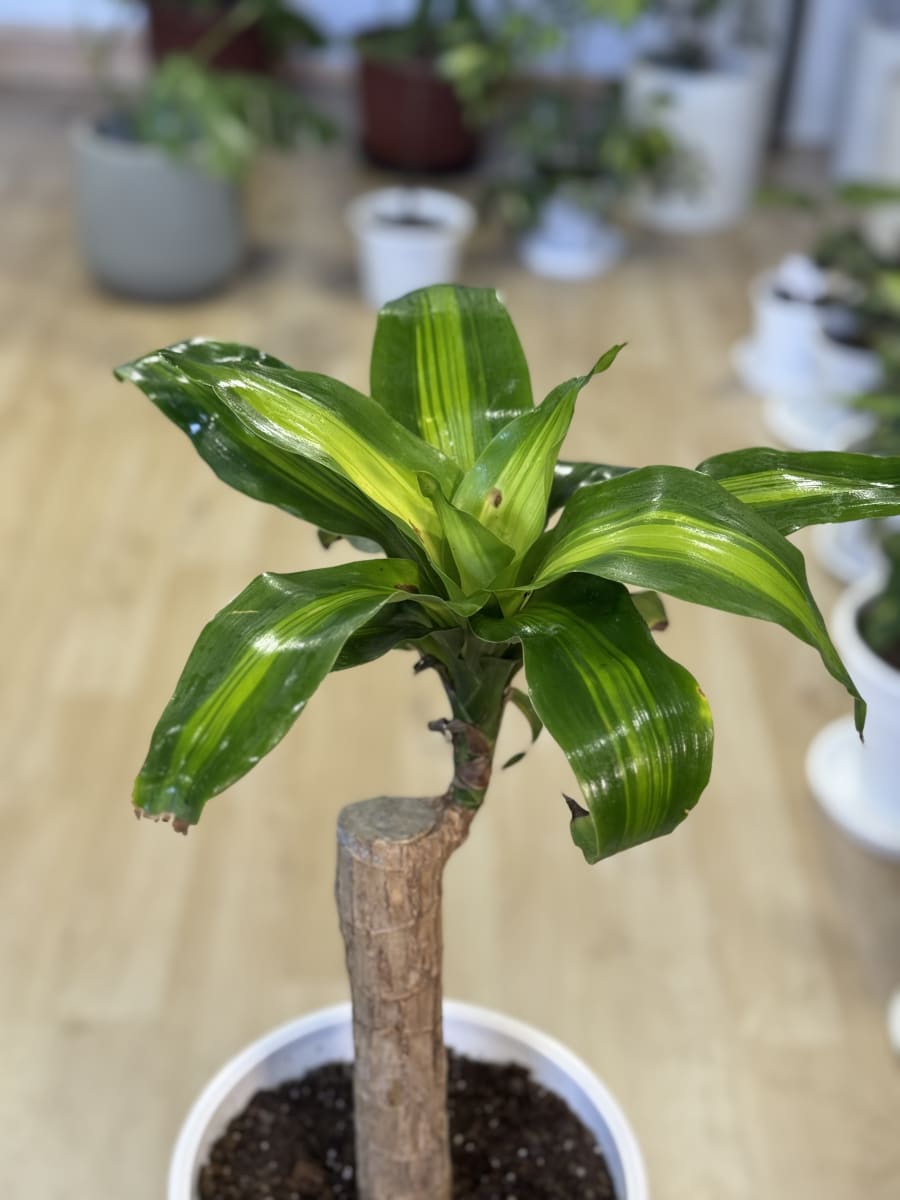 PALO DE AGUA (Dracaena fragrans)2