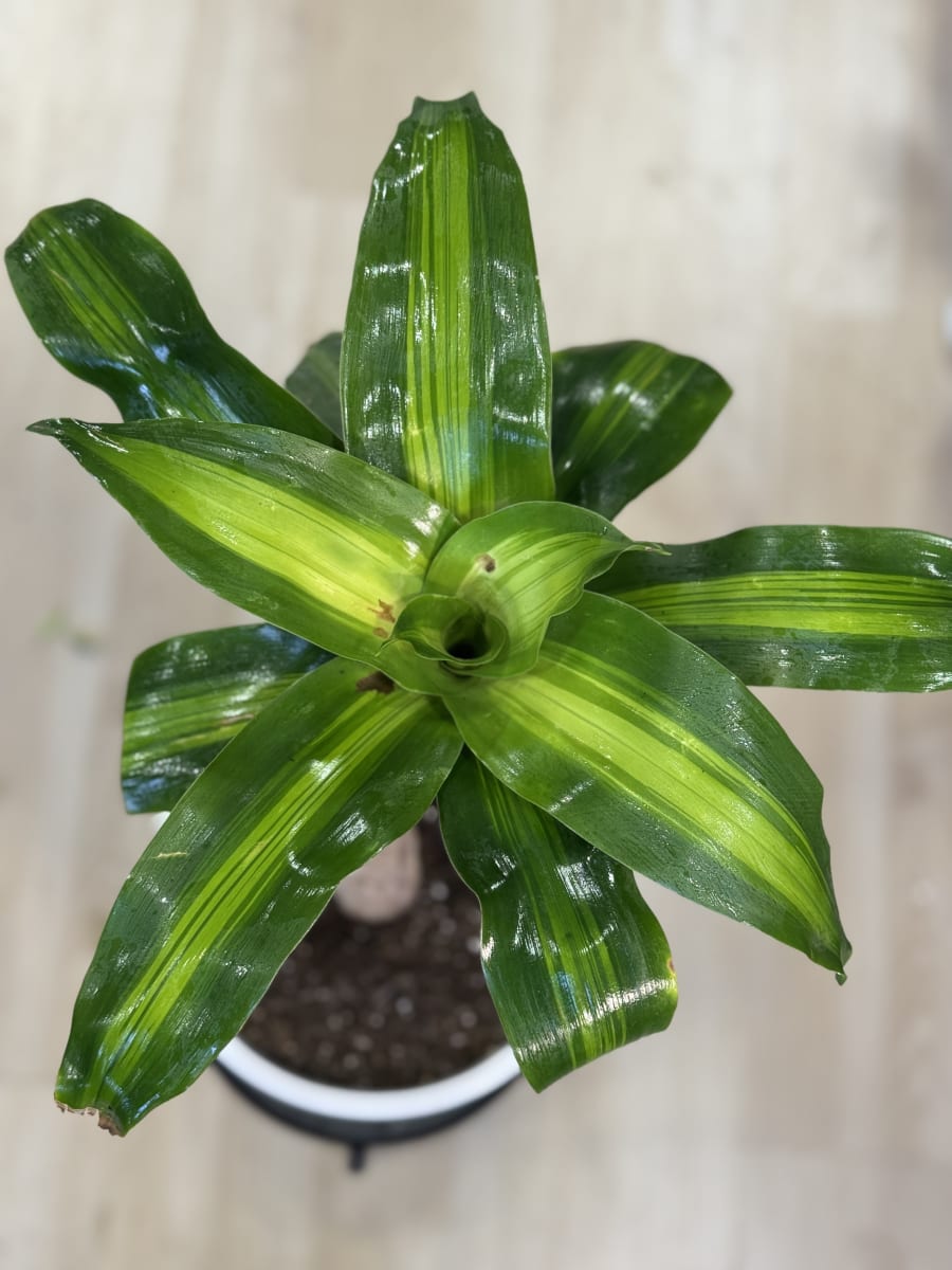 PALO DE AGUA (Dracaena fragrans)1