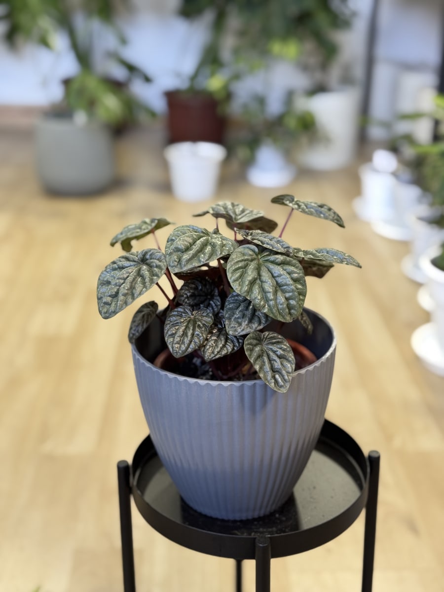PEPEROMIA CAPERATA1