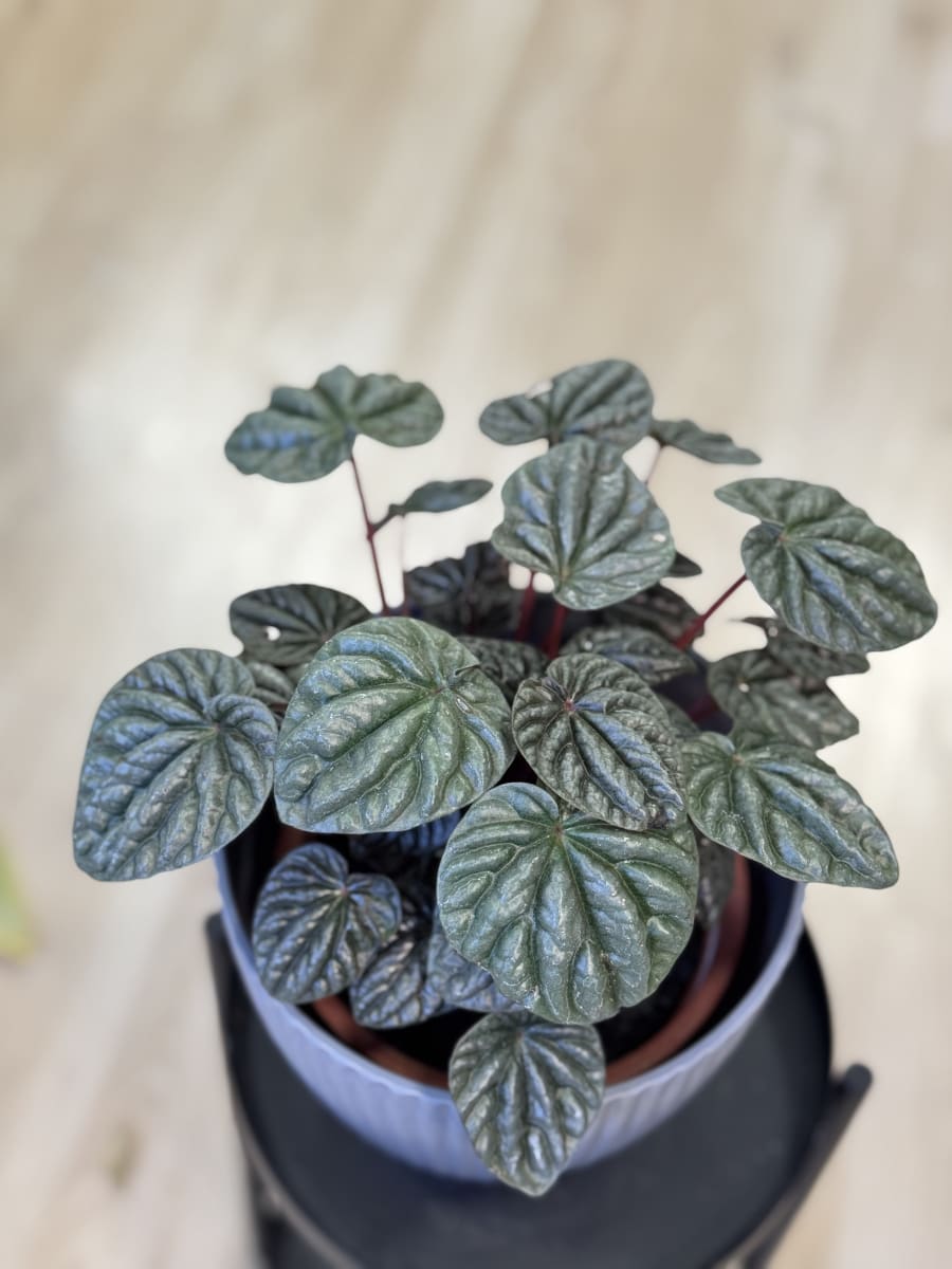 PEPEROMIA CAPERATA2