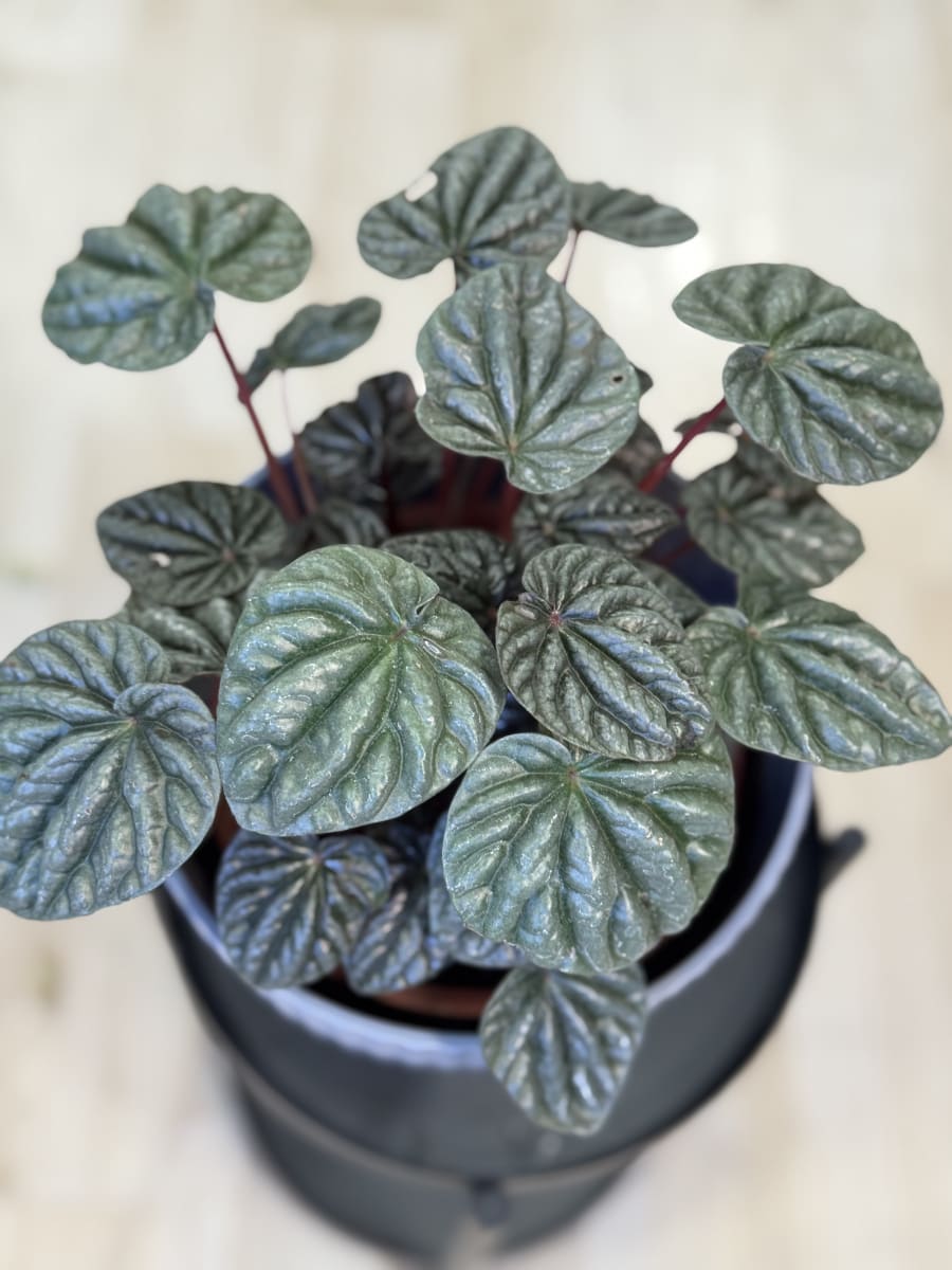 PEPEROMIA CAPERATA3