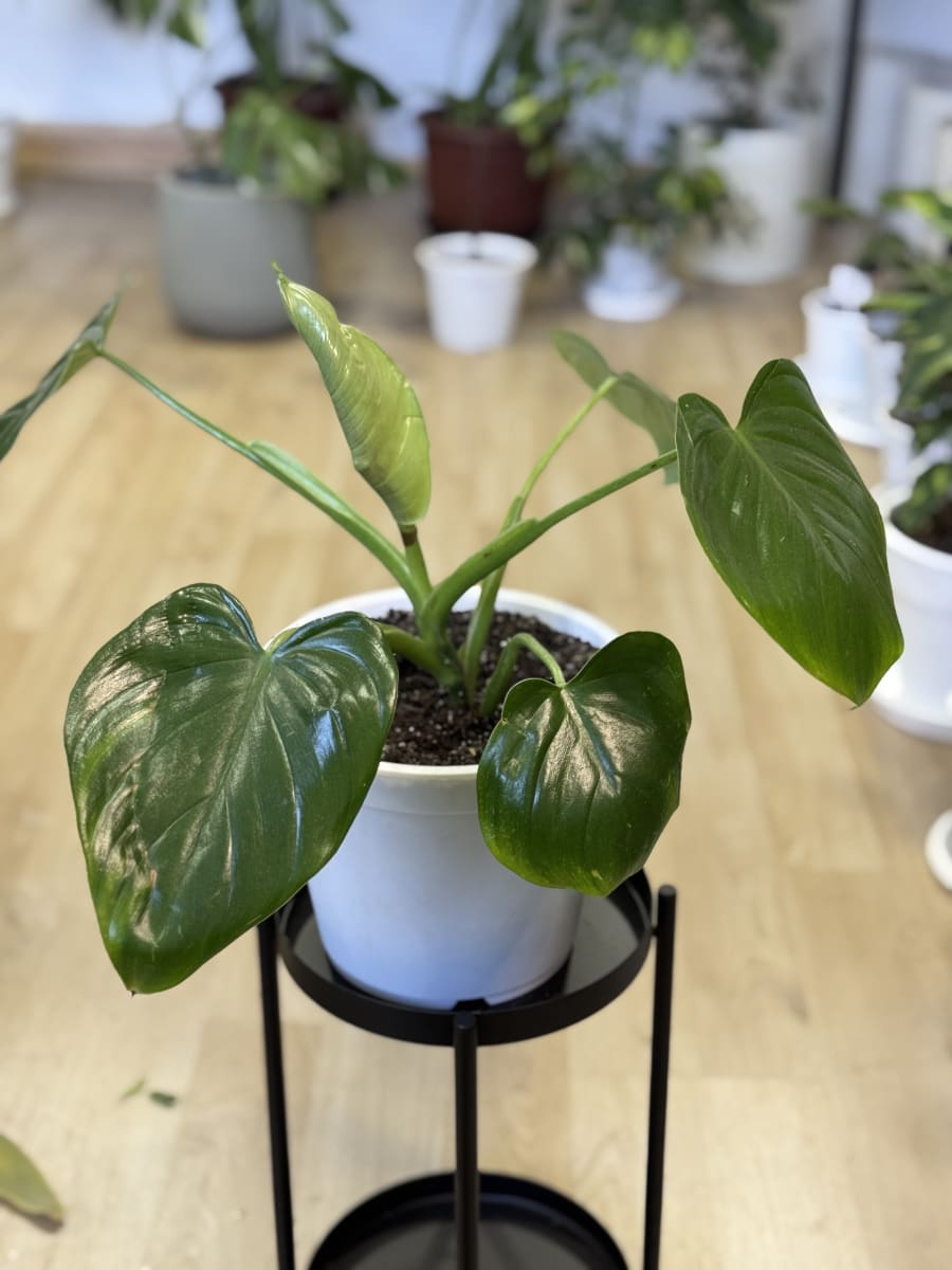 PHILODENDRO FRAGANS (Congo limón)1