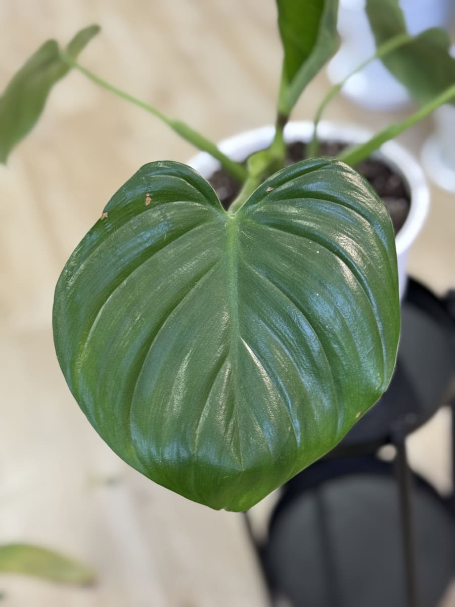 PHILODENDRO FRAGANS (Congo limón)2