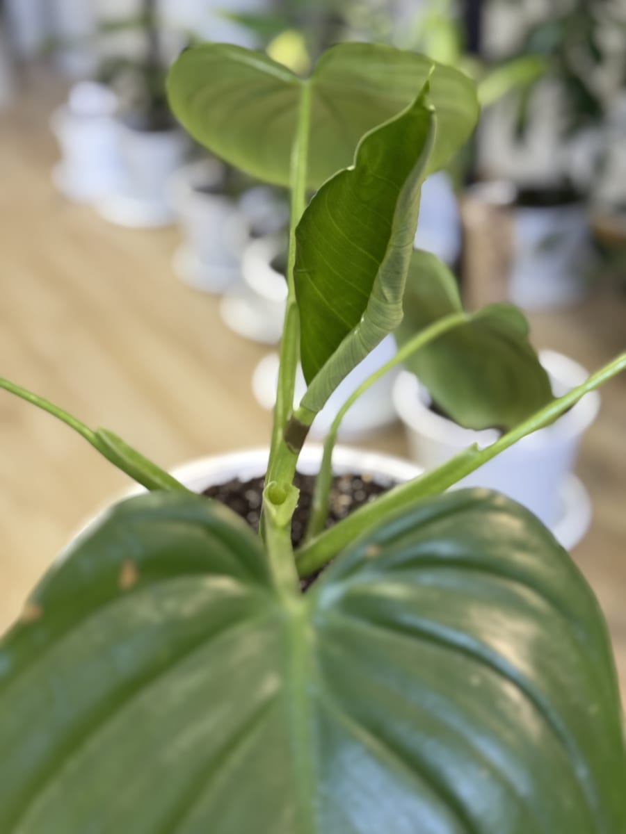 PHILODENDRO FRAGANS (Congo limón)3