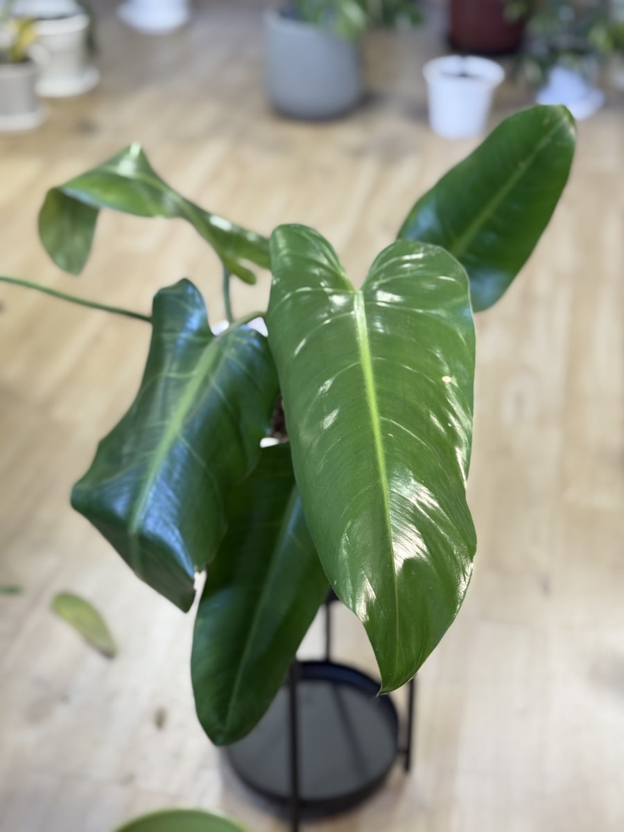 PHILODENDRO LONGIFOLIO3