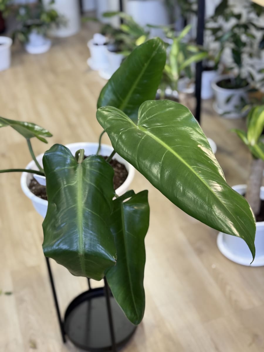 PHILODENDRO LONGIFOLIO2