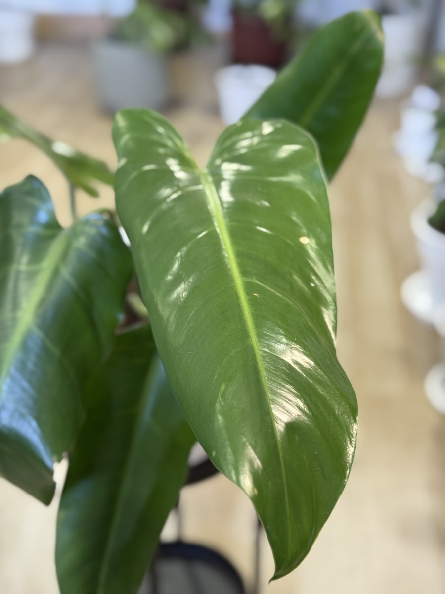 PHILODENDRO LONGIFOLIO1