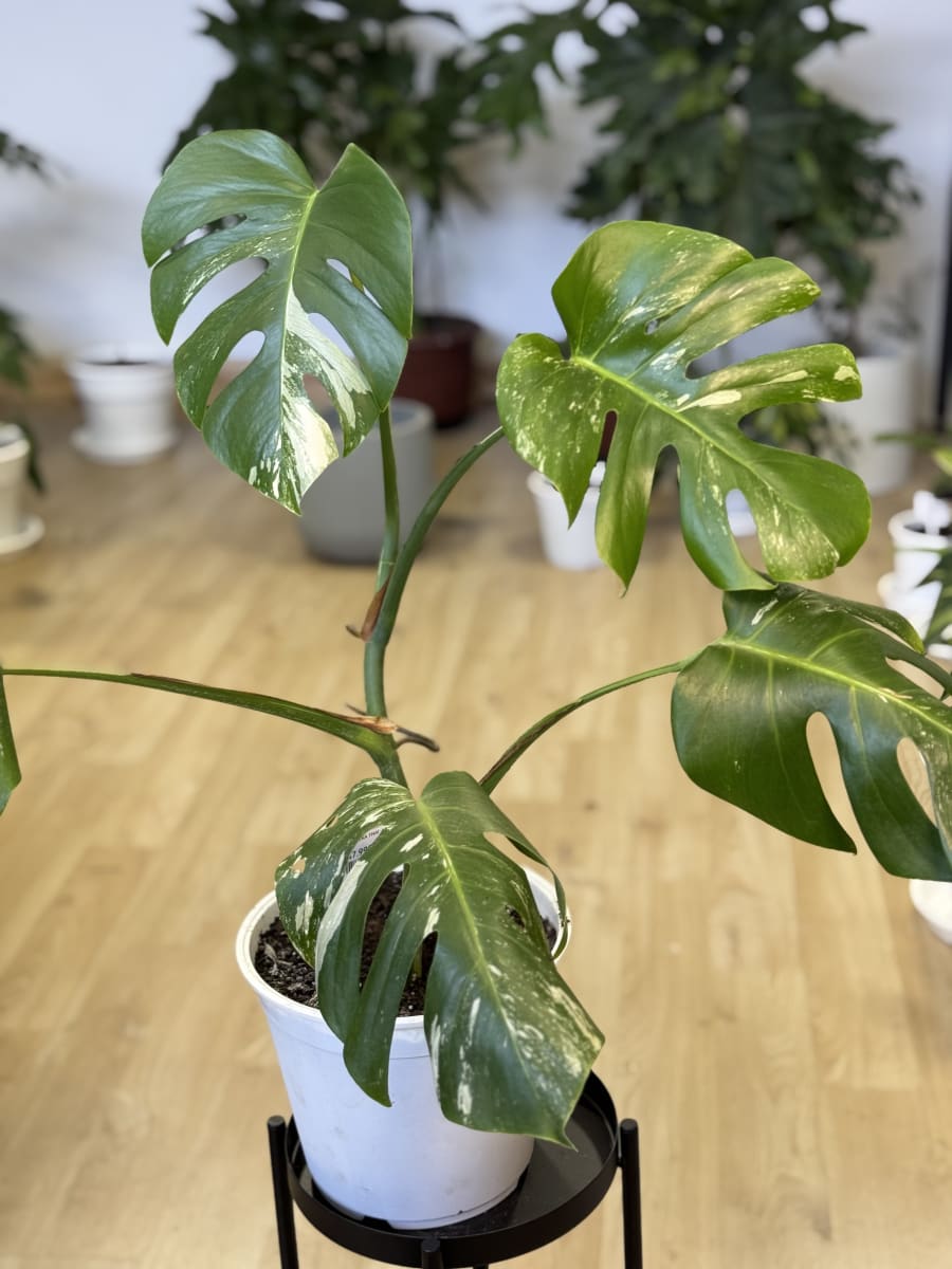 PHILODENDRO MONSTERA VARIEGADA (THAI)2