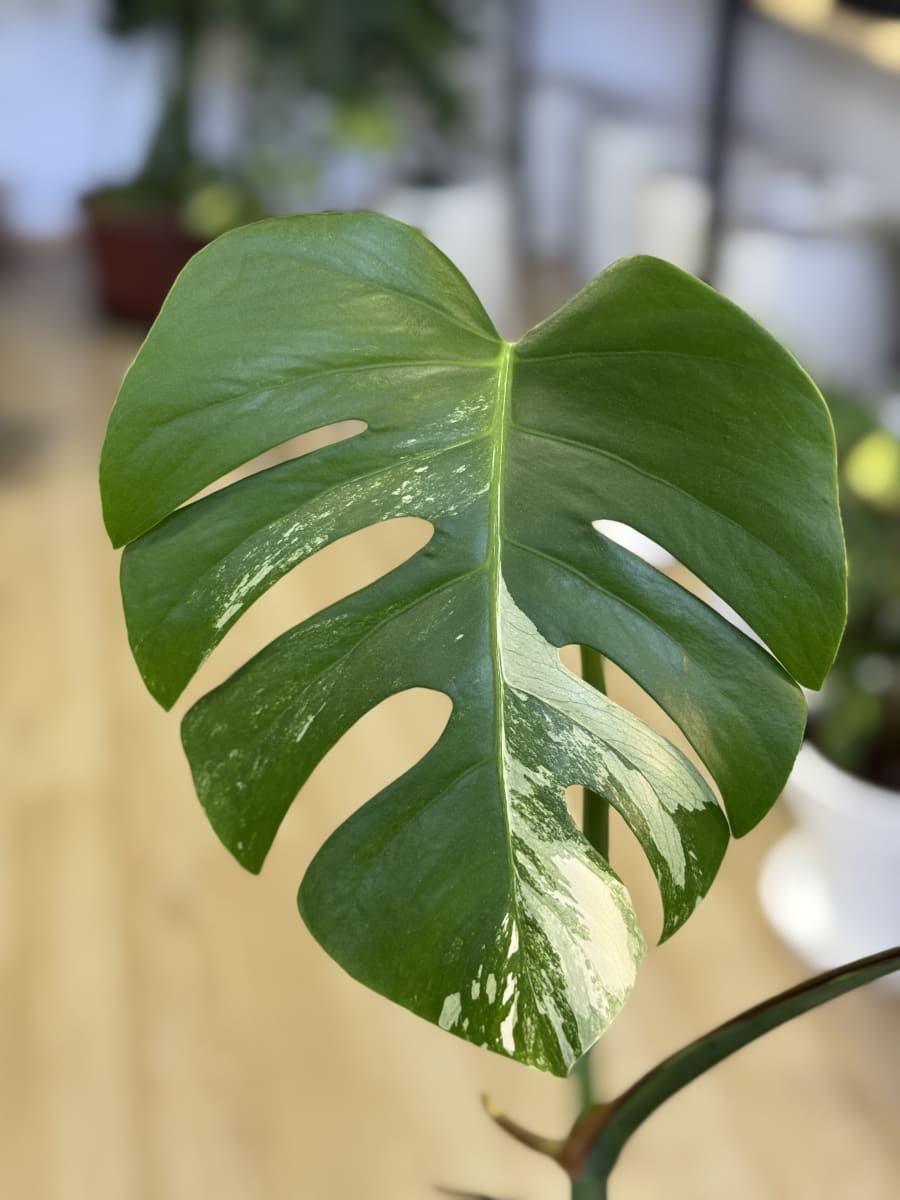 PHILODENDRO MONSTERA VARIEGADA (THAI)1