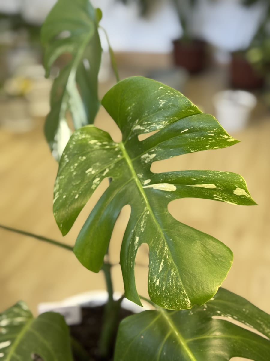 PHILODENDRO MONSTERA VARIEGADA (THAI)3