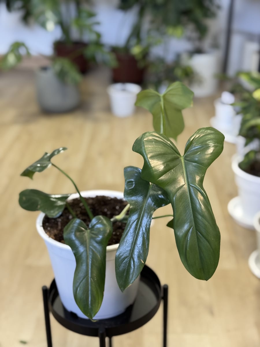 PHILODENDRO PANDURIFORME3