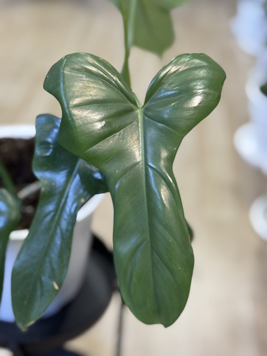 PHILODENDRO PANDURIFORME2