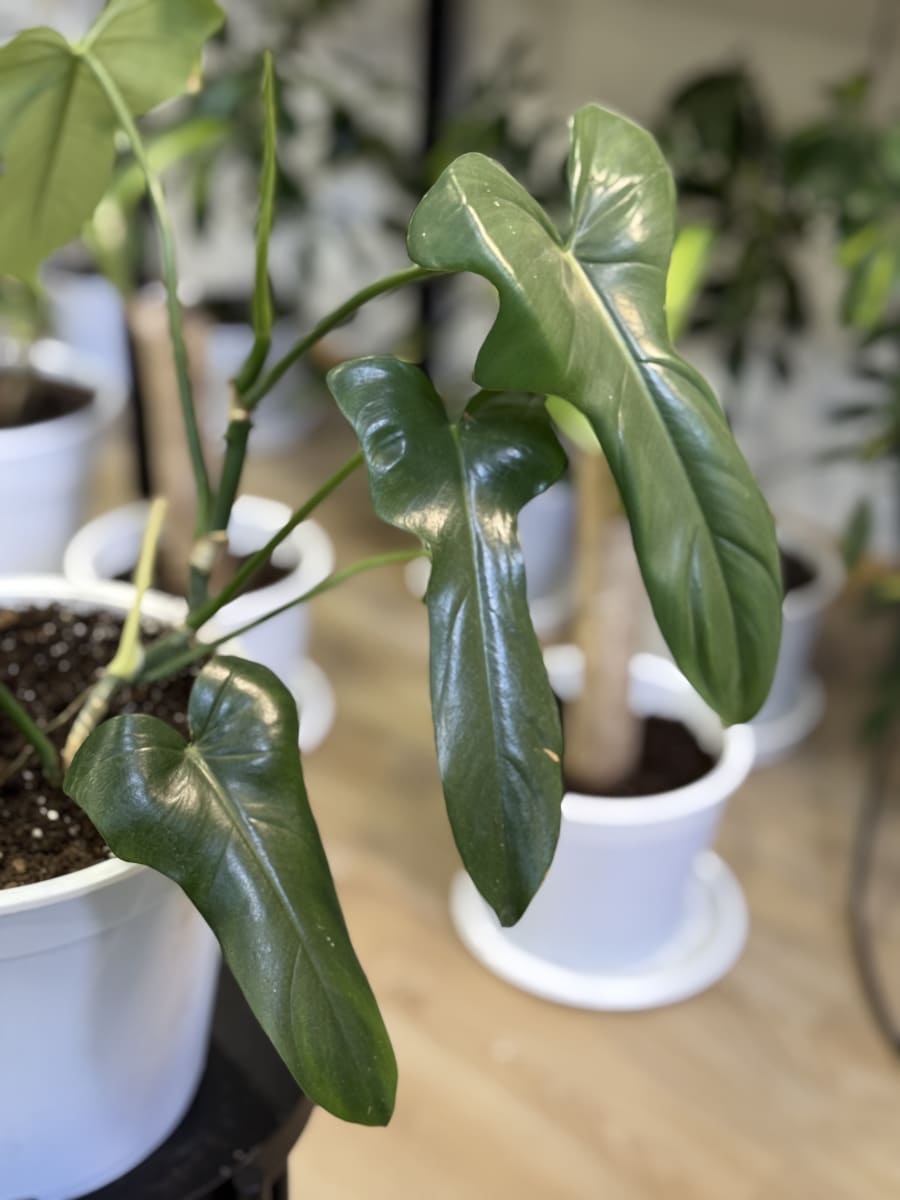 PHILODENDRO PANDURIFORME1