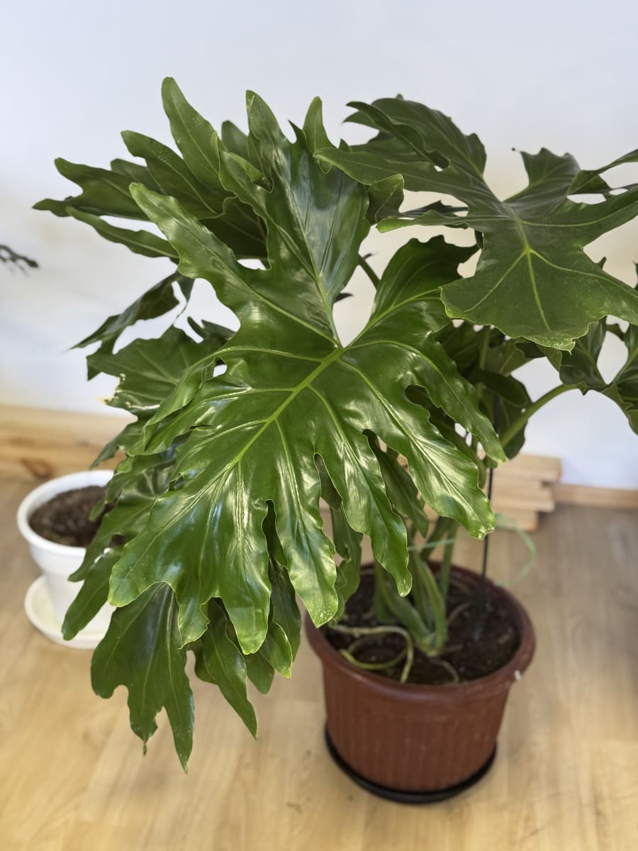 PHILODENDRON PARAGUAYO1