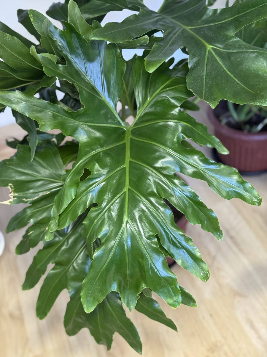 PHILODENDRON PARAGUAYO3