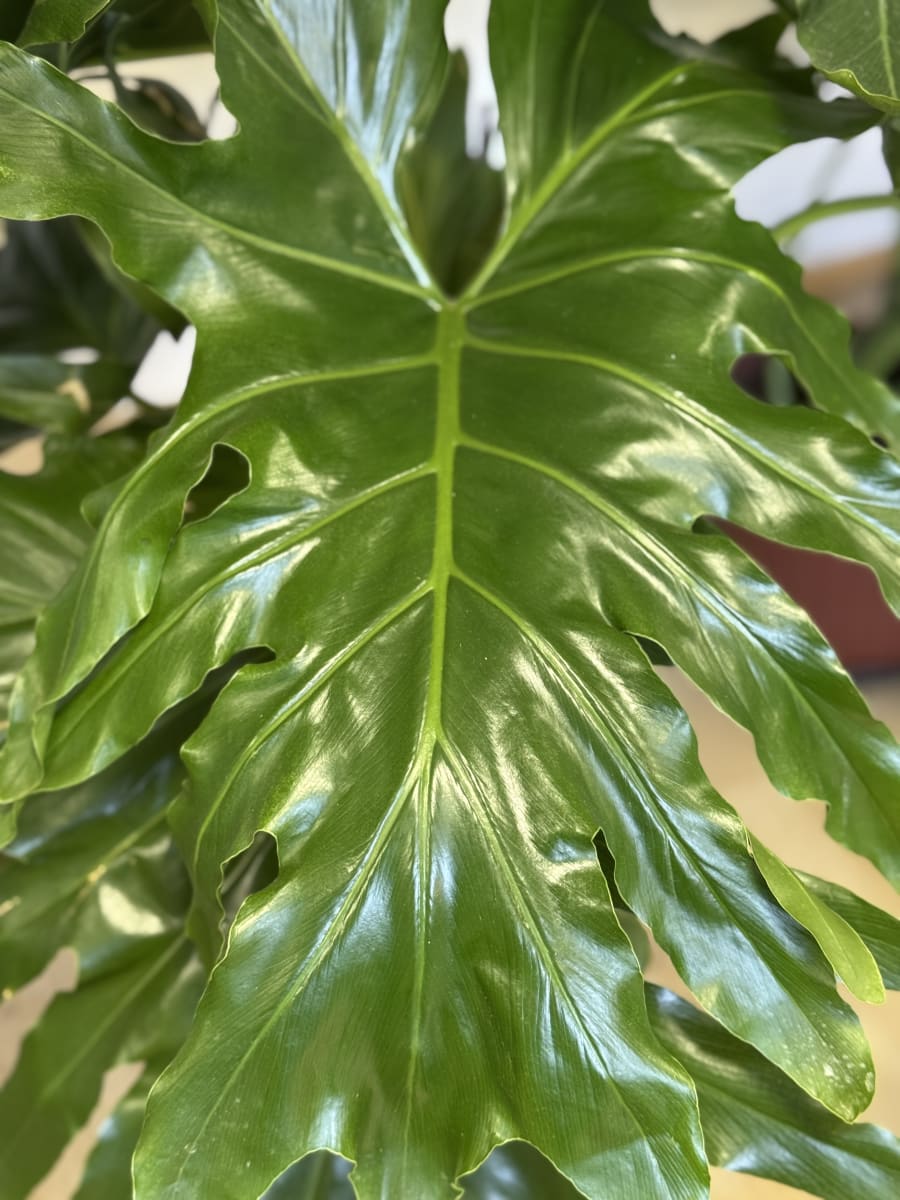 PHILODENDRON PARAGUAYO2