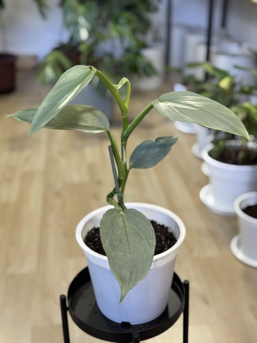 PHILODENDRO SILVER SWORD2