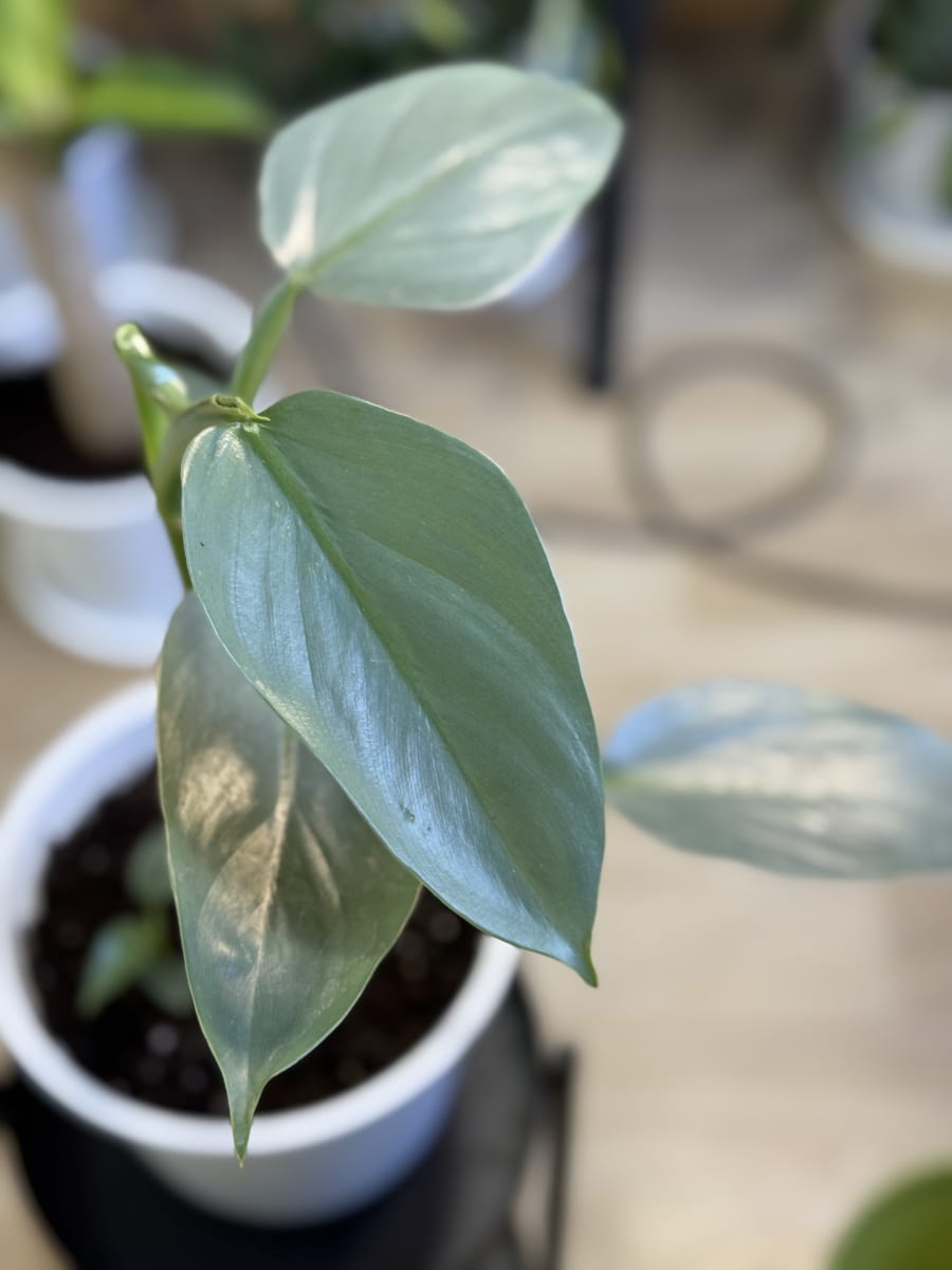 PHILODENDRO SILVER SWORD1