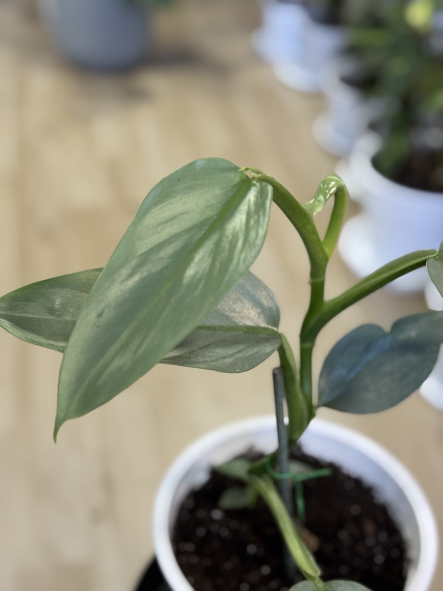 PHILODENDRO SILVER SWORD3