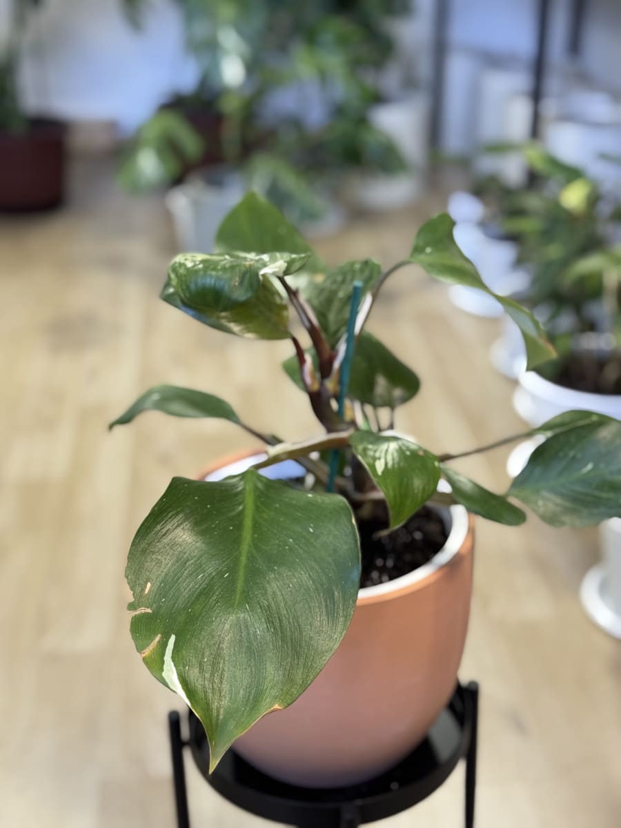 PHILODENDRO WHITE KNIGTH2