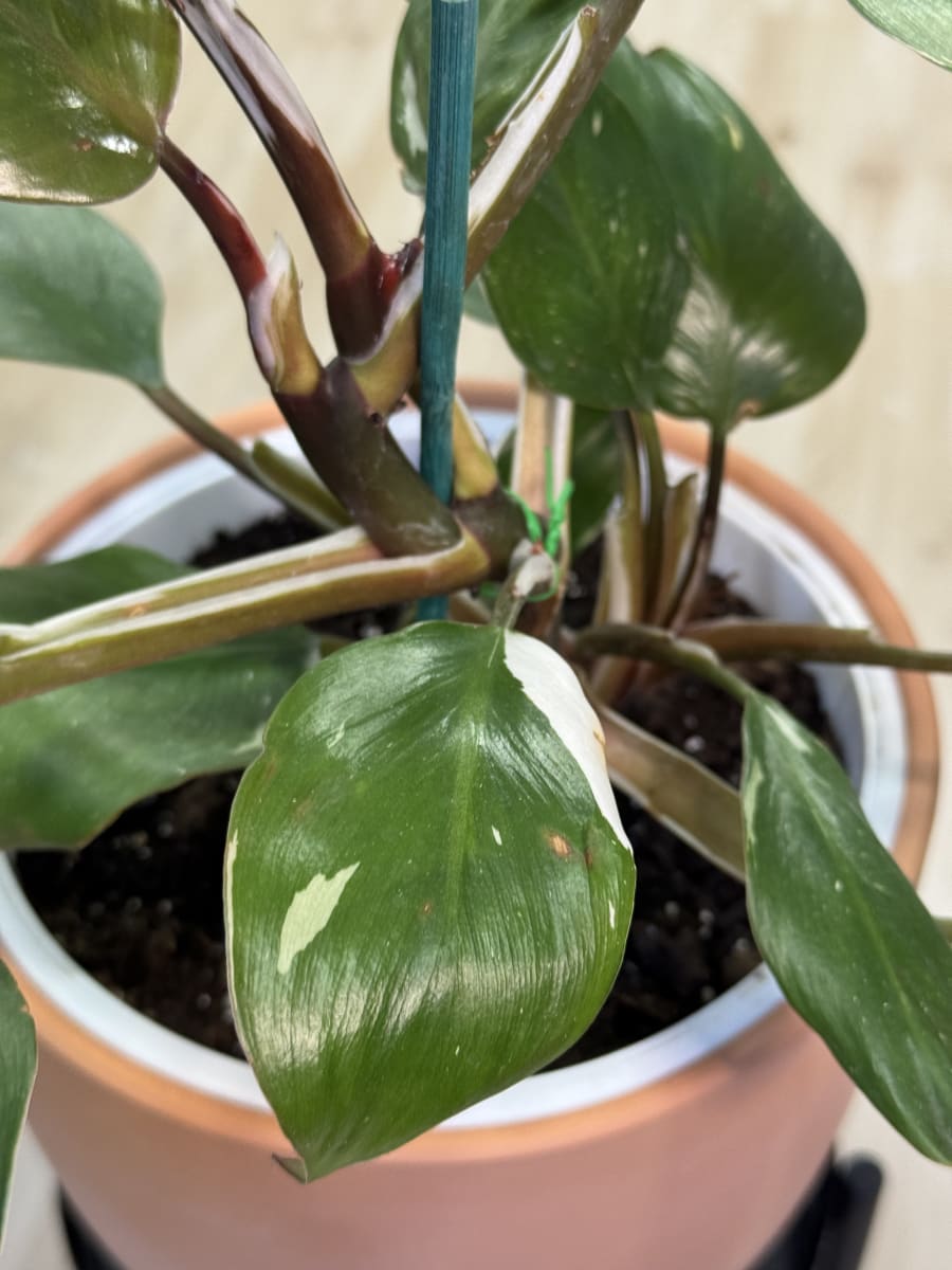 PHILODENDRO WHITE KNIGTH1