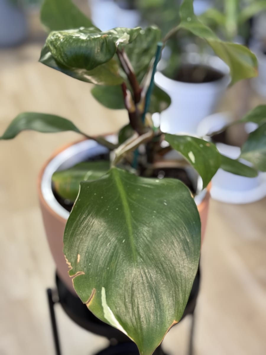 PHILODENDRO WHITE KNIGTH3