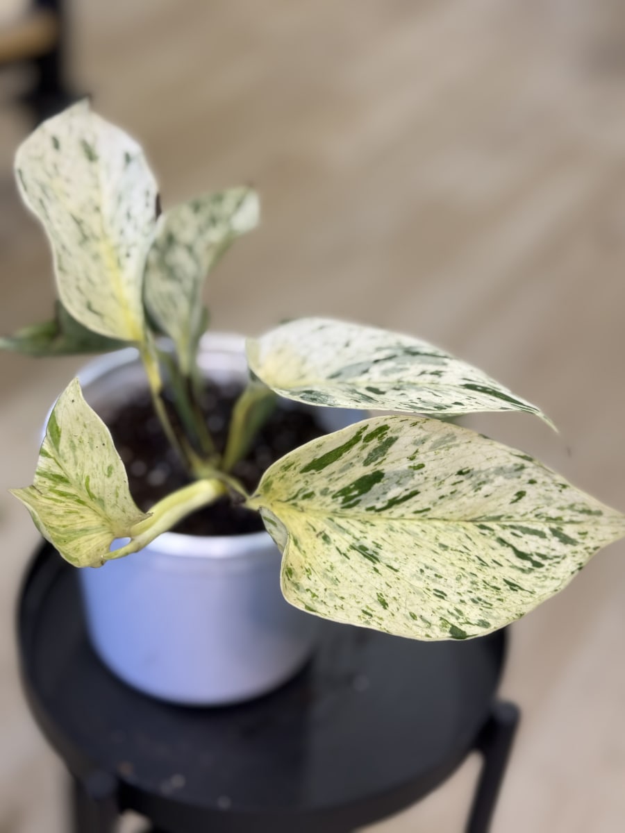 POTHUS SNOW QUEEN/MARBLE QUEEN3