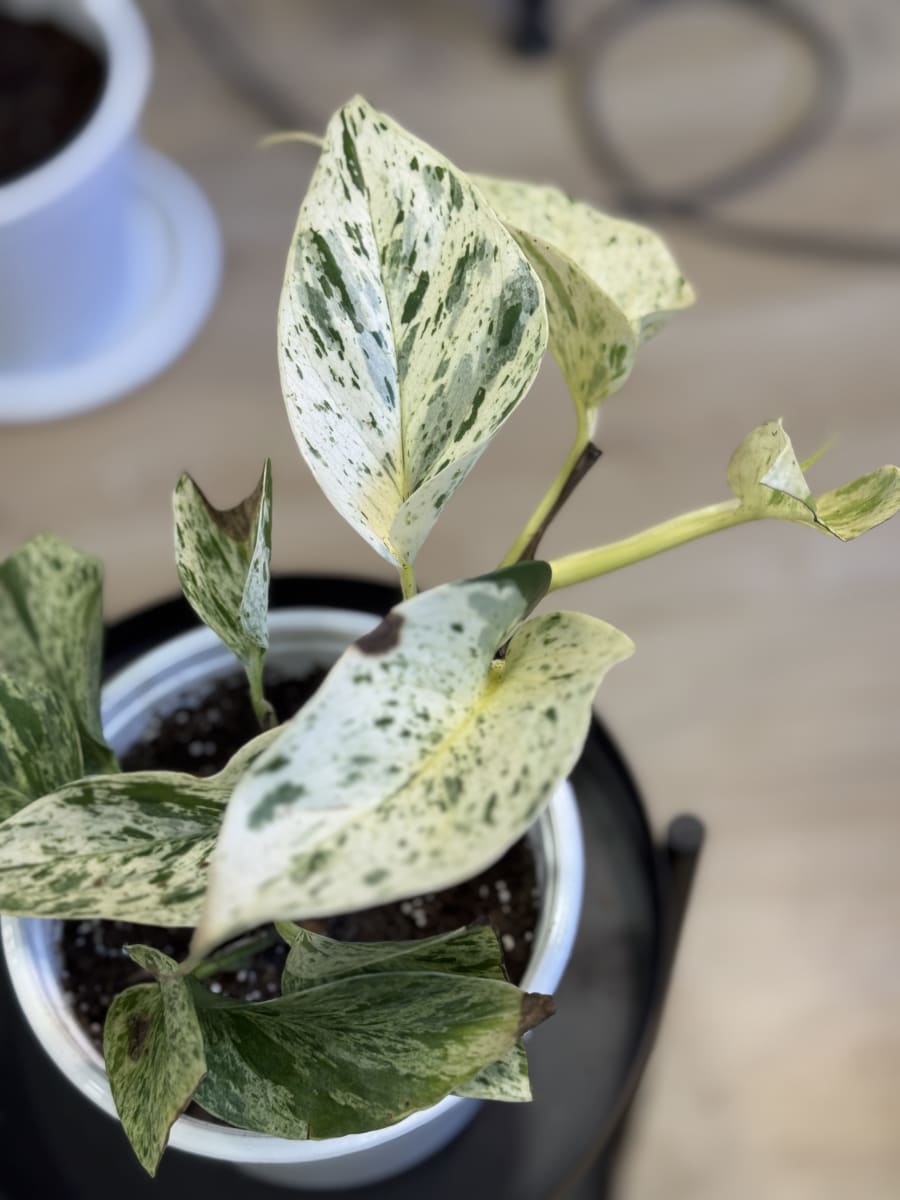 POTHUS SNOW QUEEN/MARBLE QUEEN2