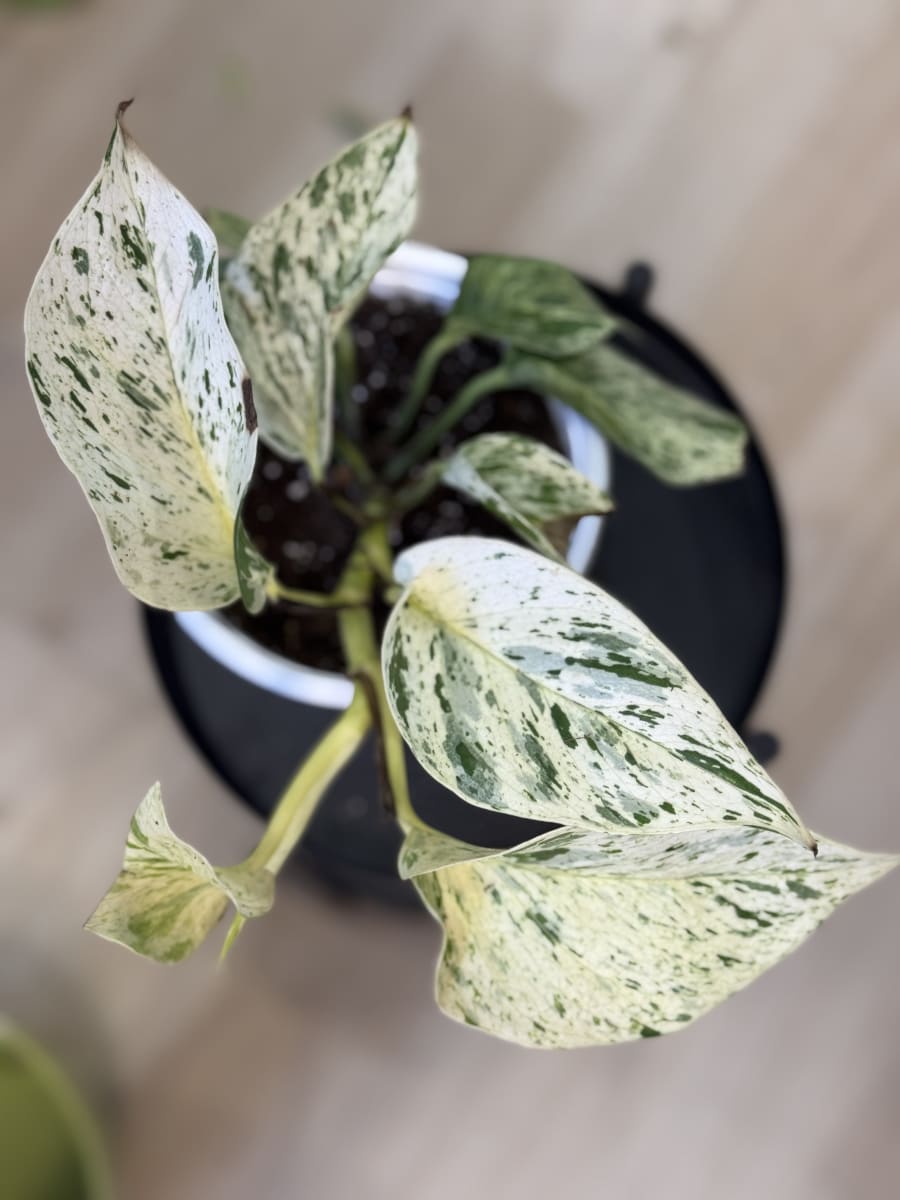 POTHUS SNOW QUEEN/MARBLE QUEEN1