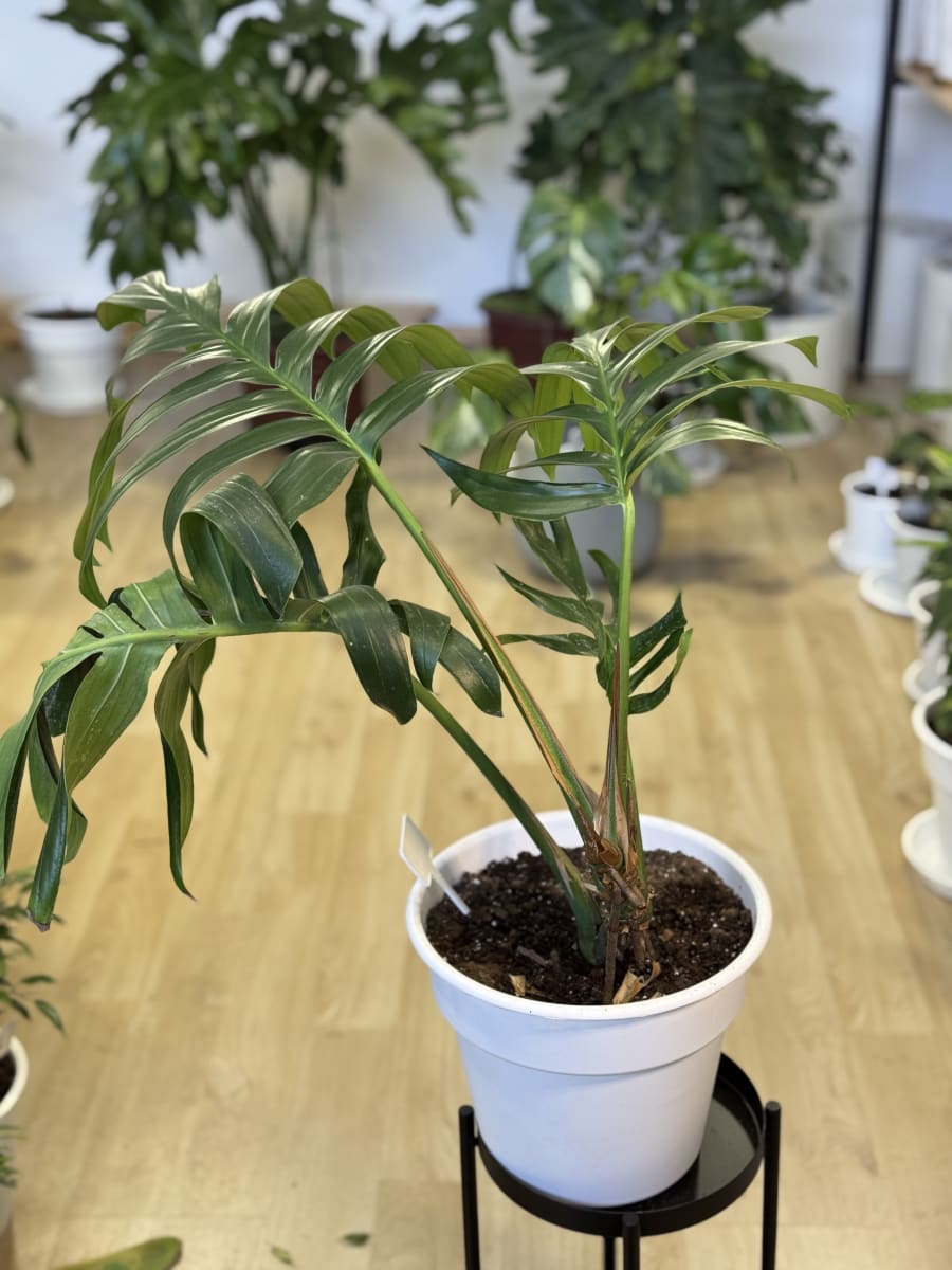 RHAPHIDOPHORA DECURSIVA2