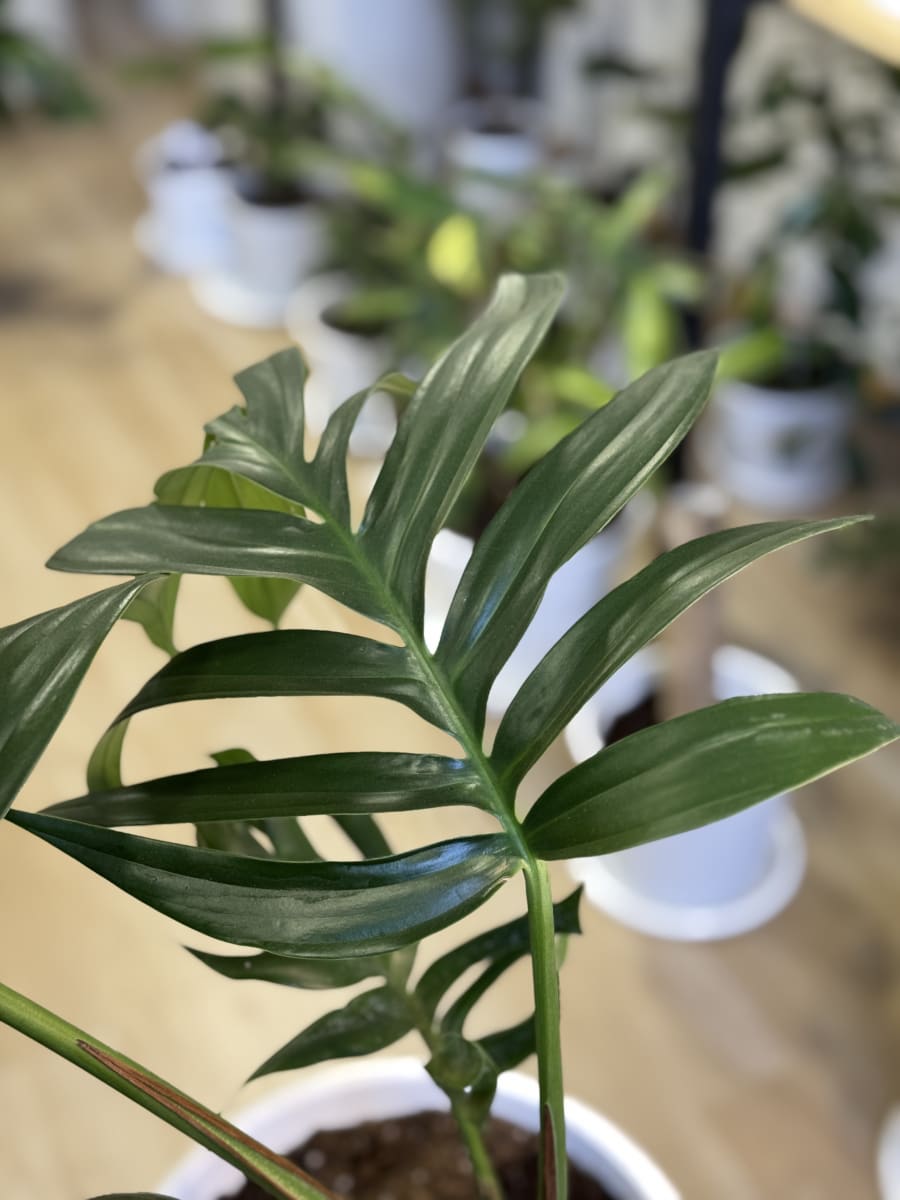 RHAPHIDOPHORA DECURSIVA1