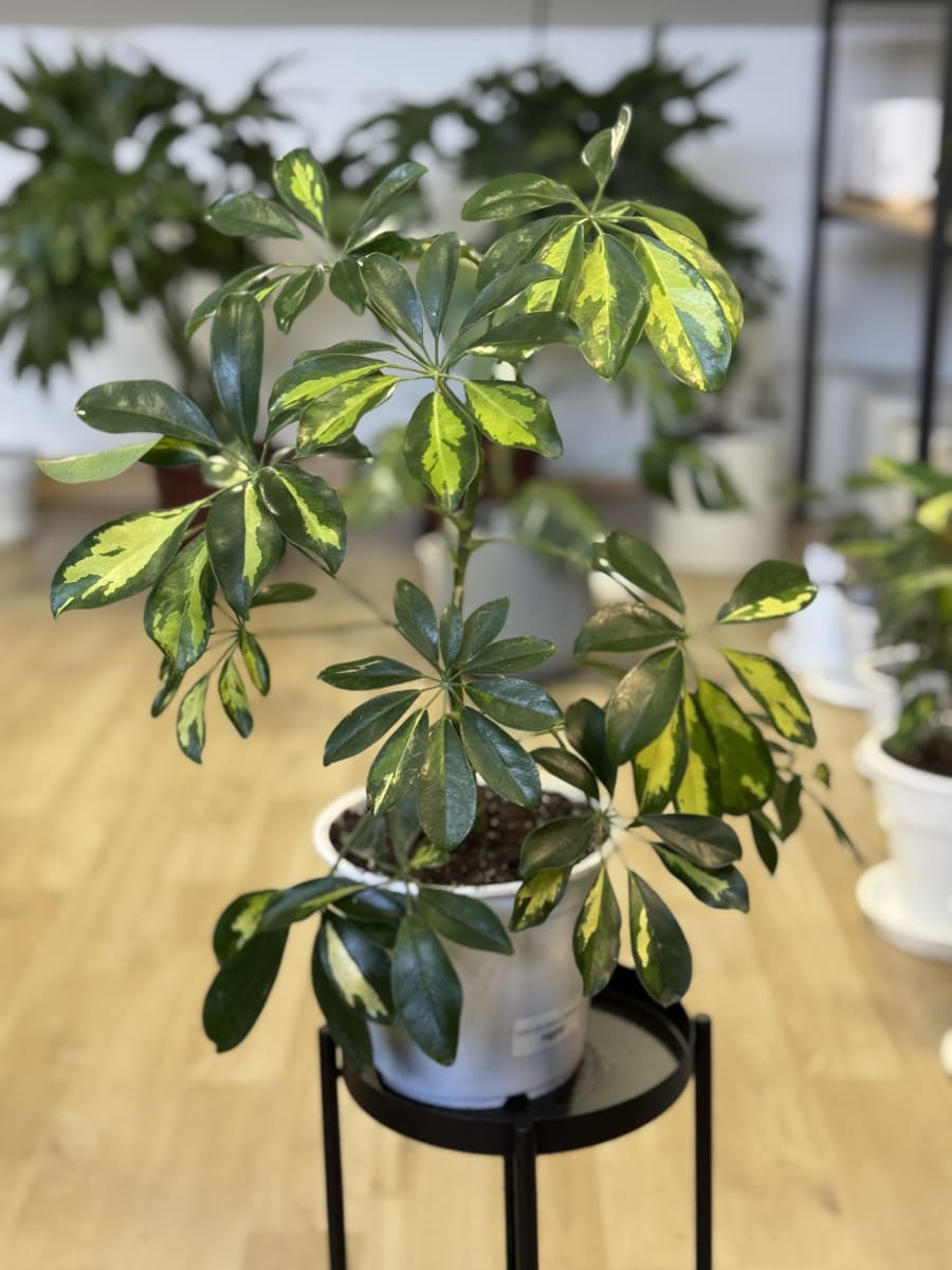 SCHEFLERA AMARILLA VERDE3