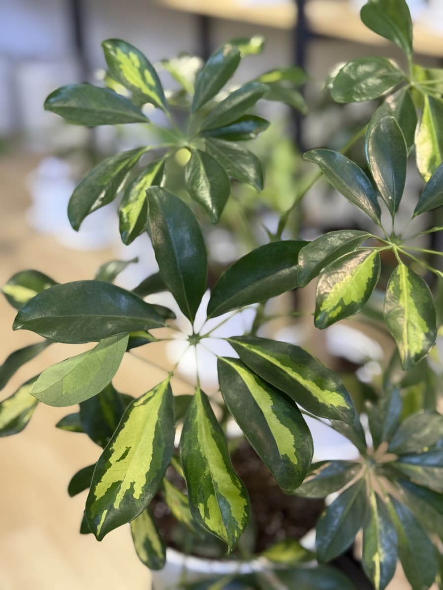 SCHEFLERA AMARILLA VERDE2