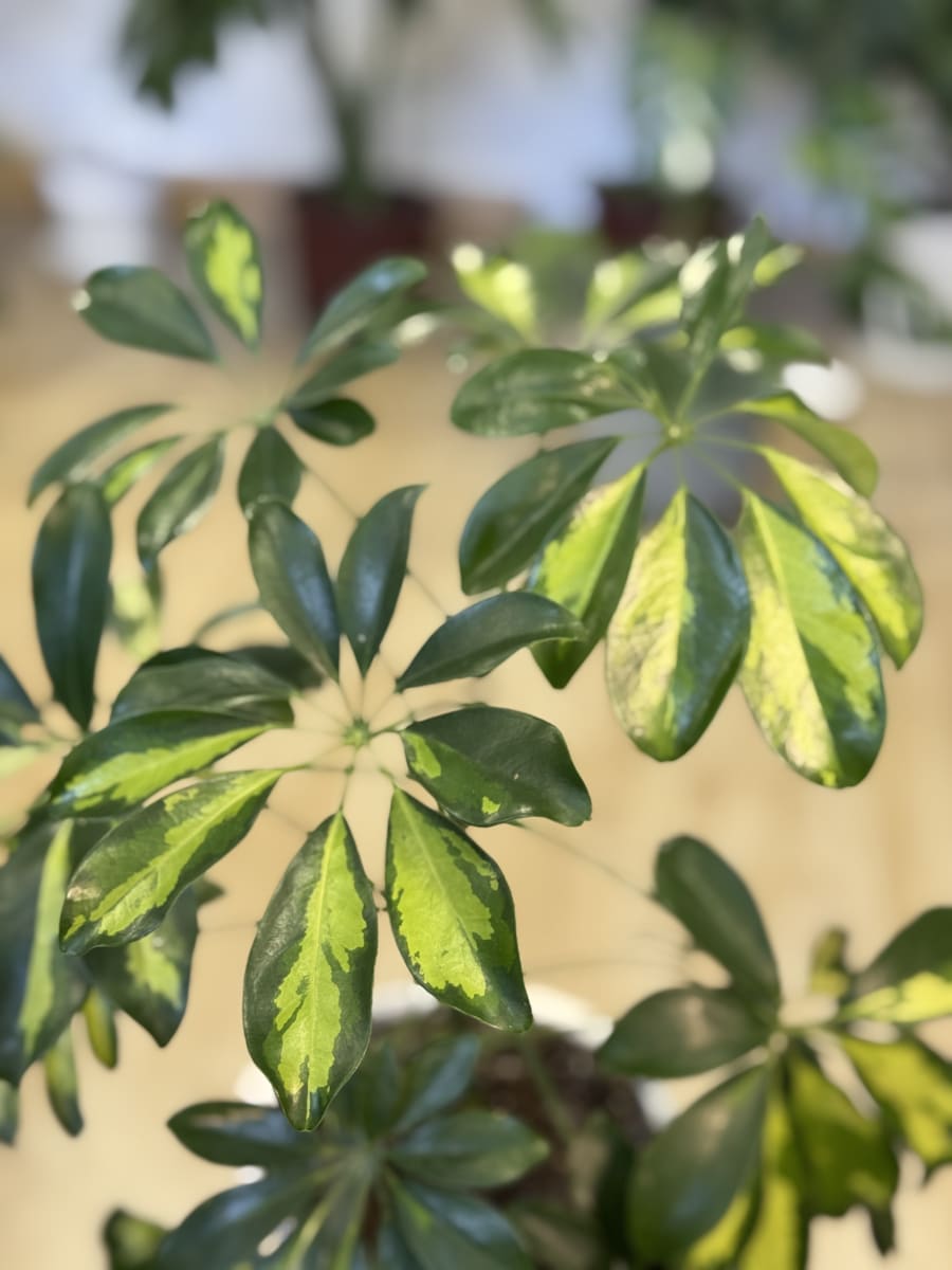 SCHEFLERA AMARILLA VERDE1