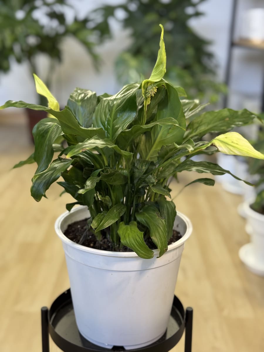 SPATHIFILIUM (CUNA DE MOISES)1