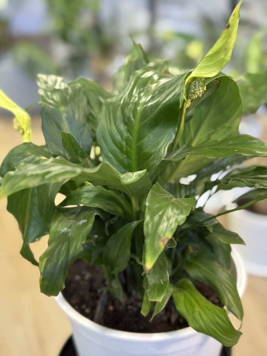 SPATHIFILIUM (CUNA DE MOISES)3