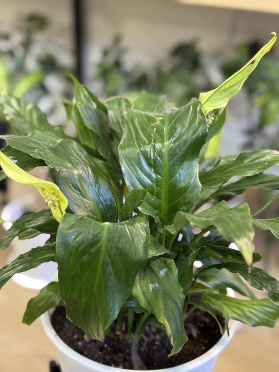 SPATHIFILIUM (CUNA DE MOISES)2