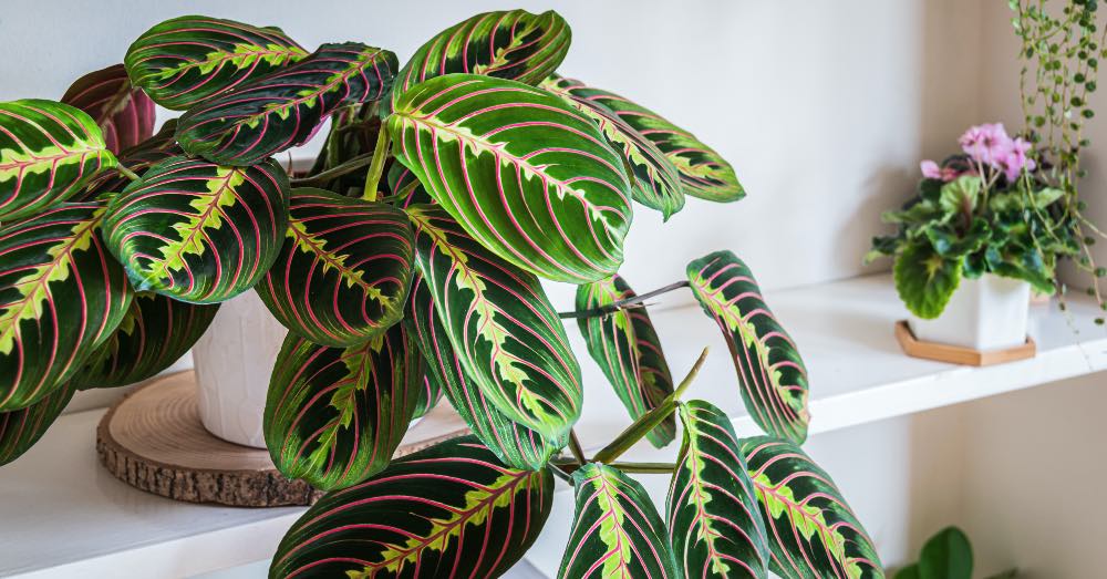 MARANTA LEUCONEURA2