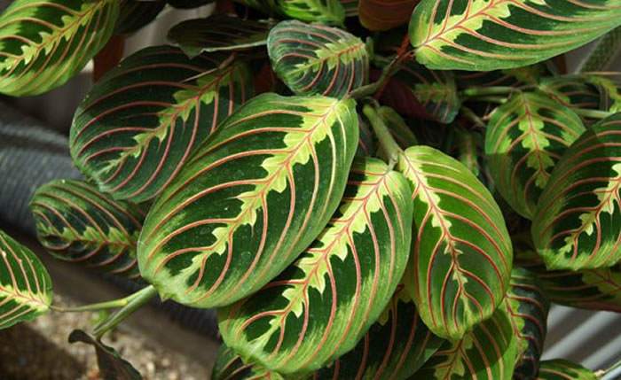 MARANTA LEUCONEURA1