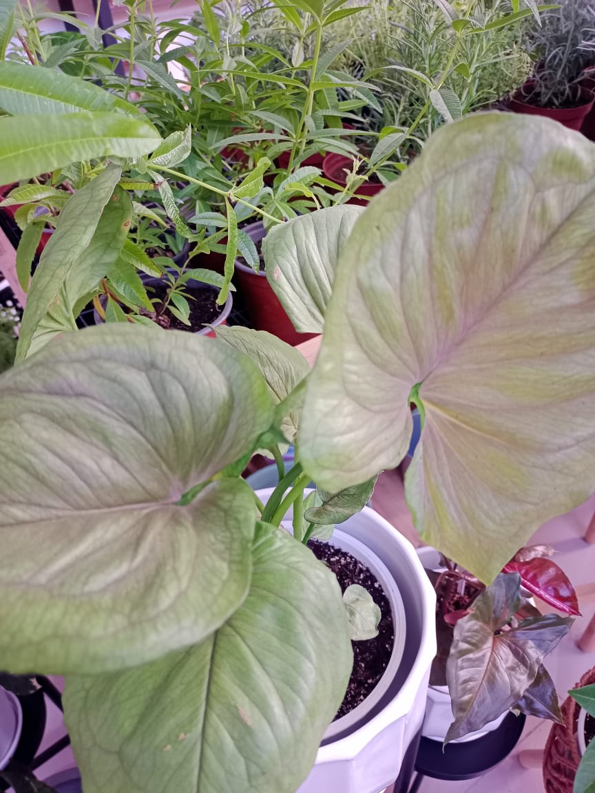 SINGONIO BOLD ALLUSION3