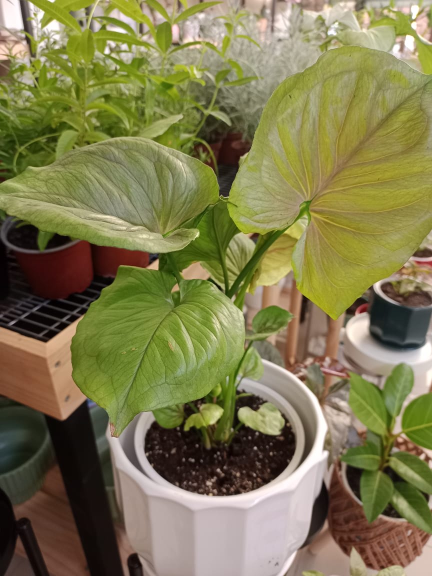 SINGONIO BOLD ALLUSION1