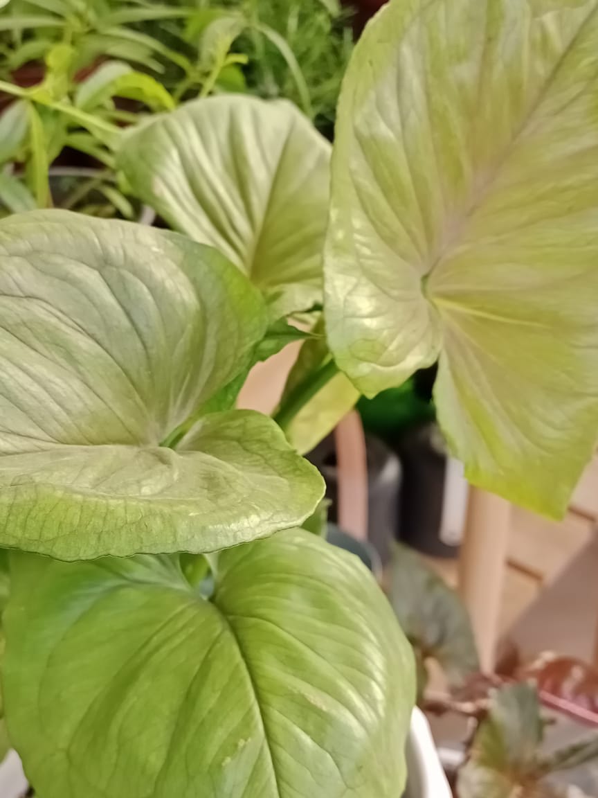 SINGONIO BOLD ALLUSION2