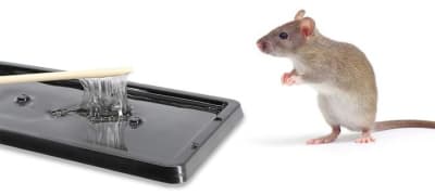 TRAMPA PARA RATON GRANDE BASE PLASTICA