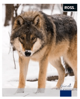 Cuaderno Universitario Ross D/espiral 100 hojas 7mm t/s Animal Places